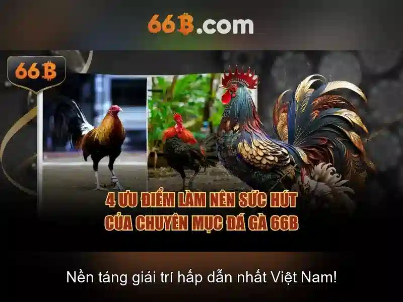 66b là gì?\n