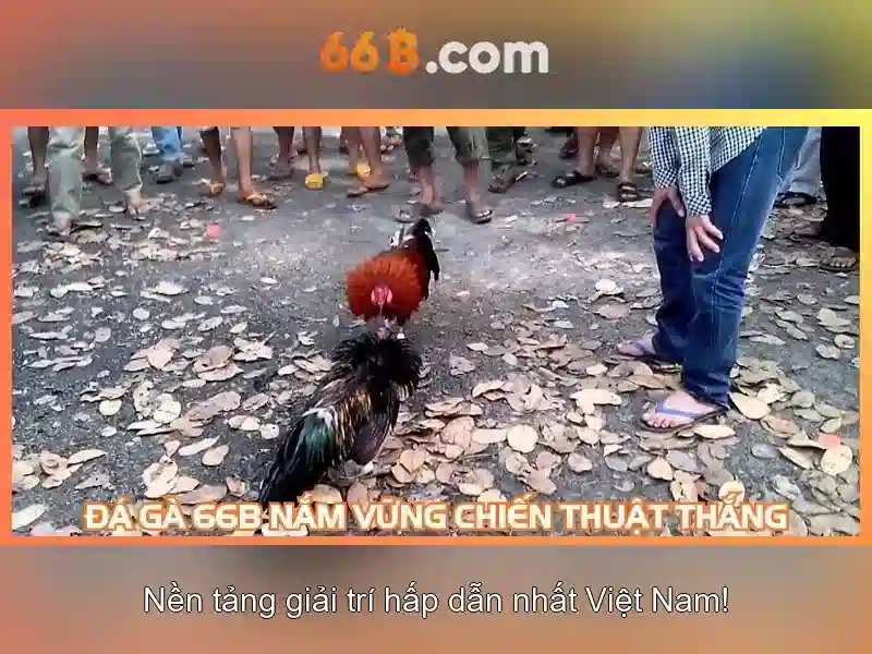 66b và những điều cơ bản