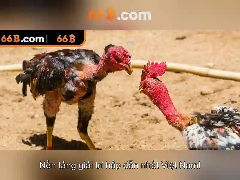 66b là gì?