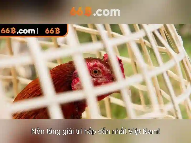 66B là gì? Khía cạnh và ứng dụng